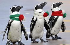 three penguins with hats and scarves on their heads