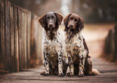 two brown and white dogs sitting next to each other on a wooden walkway in the woods