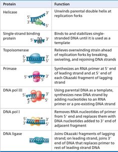 the table shows different types of proteins and their functions to make it easier for people to understand what they are