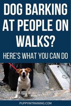 dog barking at people on walks? here's what you can do