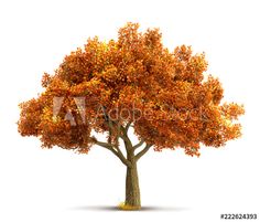 an autumn tree with orange leaves on it's branches, isolated against a white background