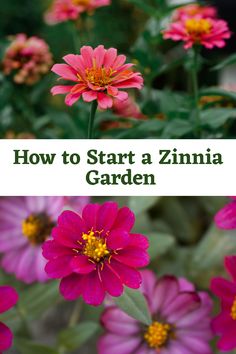 how to start a zinna garden with pictures and text overlay that reads, how to start a zinna garden