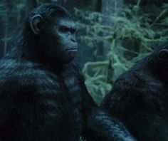 two gorillas standing next to each other in the woods