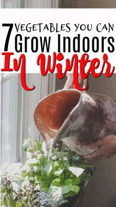 a person pouring water into a potted plant with the words 7 vegetables you can grow indoors in winter