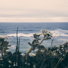 the ocean is blue with white flowers growing on it's sides and in the foreground