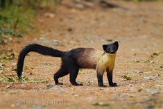 a small animal standing on top of a dirt road