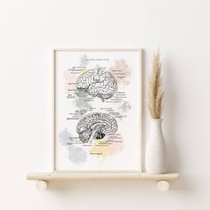 a white vase sitting on top of a wooden shelf next to a framed brain diagram