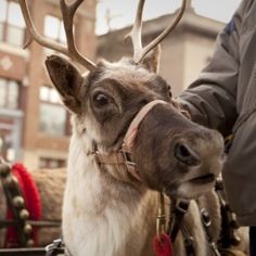 two reindeers are being pulled by people in sleighs down the street