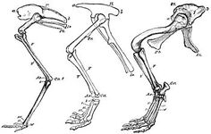 three different types of bones, including the lower limbs and upper legs with one foot on each side