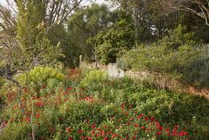 a garden filled with lots of different types of flowers