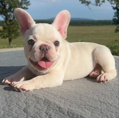 a small white dog laying on top of a bed next to a tree with its tongue hanging out