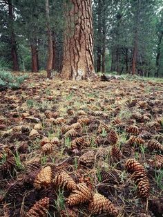 many pine cones are on the ground near a tree