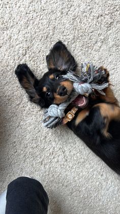 a small black and brown dog laying on top of a carpet