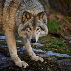 a wolf standing on top of a snow covered ground