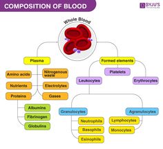 the composition of blood and its major functions