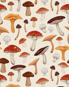 many different types of mushrooms on a white background