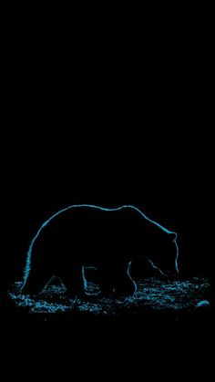 a bear is walking in the dark with blue light on it's face and head