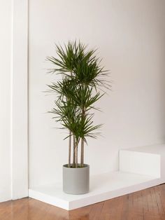 a potted plant sitting on top of a white shelf next to a wooden floor