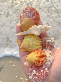 a hand holding several seashells on the beach