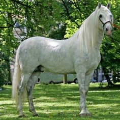 a white horse standing on top of a lush green field next to a tree filled forest