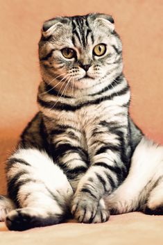 a cat sitting on the ground with its paws crossed