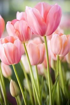 pink tulips are growing in the garden