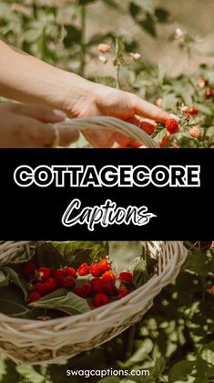 someone picking strawberries in a basket with the words cottage goree captions on it