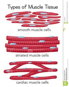 the different types of muscle tissue