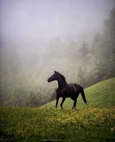 a black horse running in the foggy field