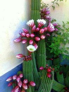 some pink and white flowers are growing on the side of a building next to green plants