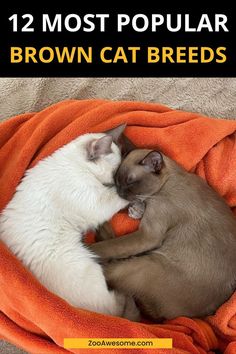 Top Brown Cat Breeds Overviewed: A Complete Guide | Cat Lover, Funny Cats, Pet Cat Care Tips & Facts, Cat Behavior & Signs, Cat Training | Oriental Shorthair Cat, Manx Cat, Persian, Devon Rex, York Chocolate Cat