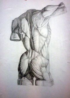 a pencil drawing of a man's back and arms, with muscles visible in the upper half