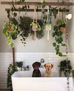 two dogs sitting in a bathtub with plants hanging from the ceiling above them and on the wall