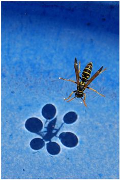 a mosquito sitting on top of a blue surface next to an animal's shadow