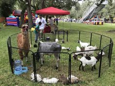 several animals in an enclosure with people standing around