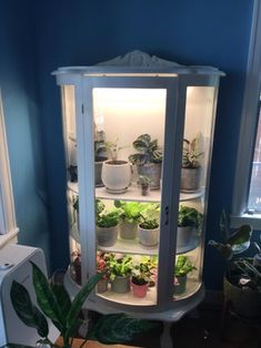 a white cabinet with plants inside of it