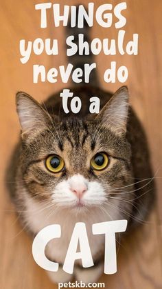 a cat sitting on top of a wooden floor with the caption'things you should never do to a cat '