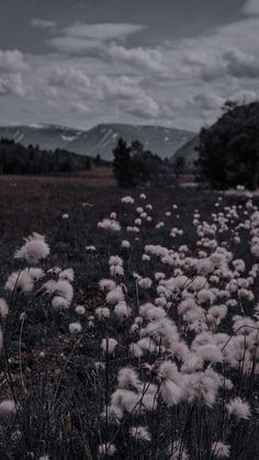 a field full of tall white flowers under a cloudy sky