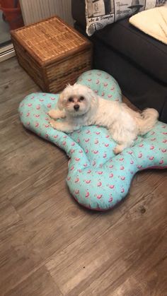 a small white dog laying on top of a blue pillow