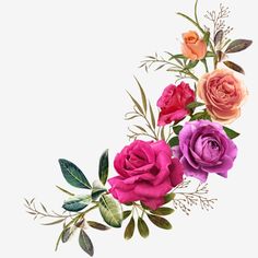 watercolor painting of pink and red roses with green leaves on white background, hand drawn illustration