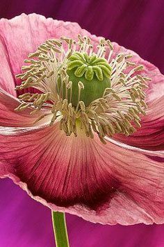 a pink flower with white stamens in front of a purple and red background