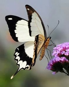 a butterfly sitting on top of a purple flower