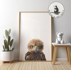 an eagle is shown in front of a white wall with a teddy bear on the floor