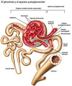 the anatomy of the stomach and its major organs, including the cerebratory system