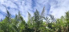 some very pretty green trees and clouds in the sky