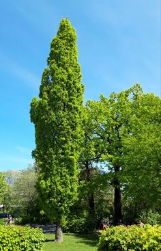 a very tall tree in the middle of some bushes and trees with people walking around it