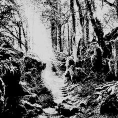 a black and white photo of a path in the woods