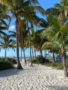 palm trees line the beach on a sunny day