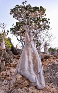 a group of trees growing out of the rocks on top of a hill with no leaves