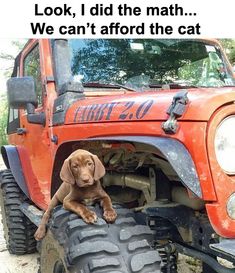 a brown dog sitting on top of a tire next to a red jeep parked in front of a tree